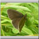 Aphantopus hyperantus - Schornsteinfeger 04.jpg